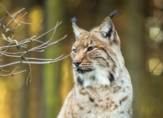 Dossier de la semaine. Le lynx : une nouvelle signalisation pour limiter les collisions sur les routes du Jura