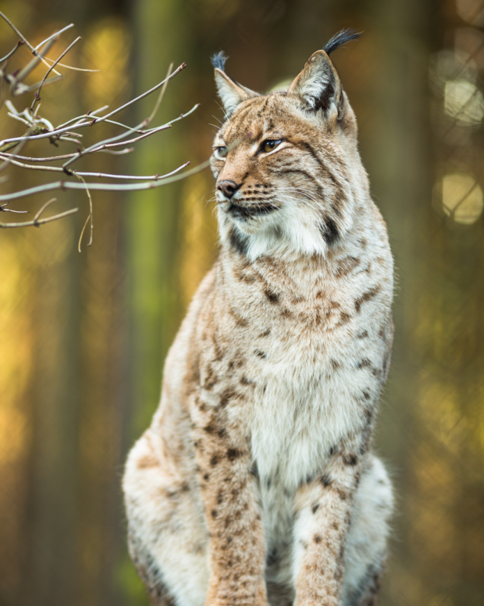 LYNX libre de droit