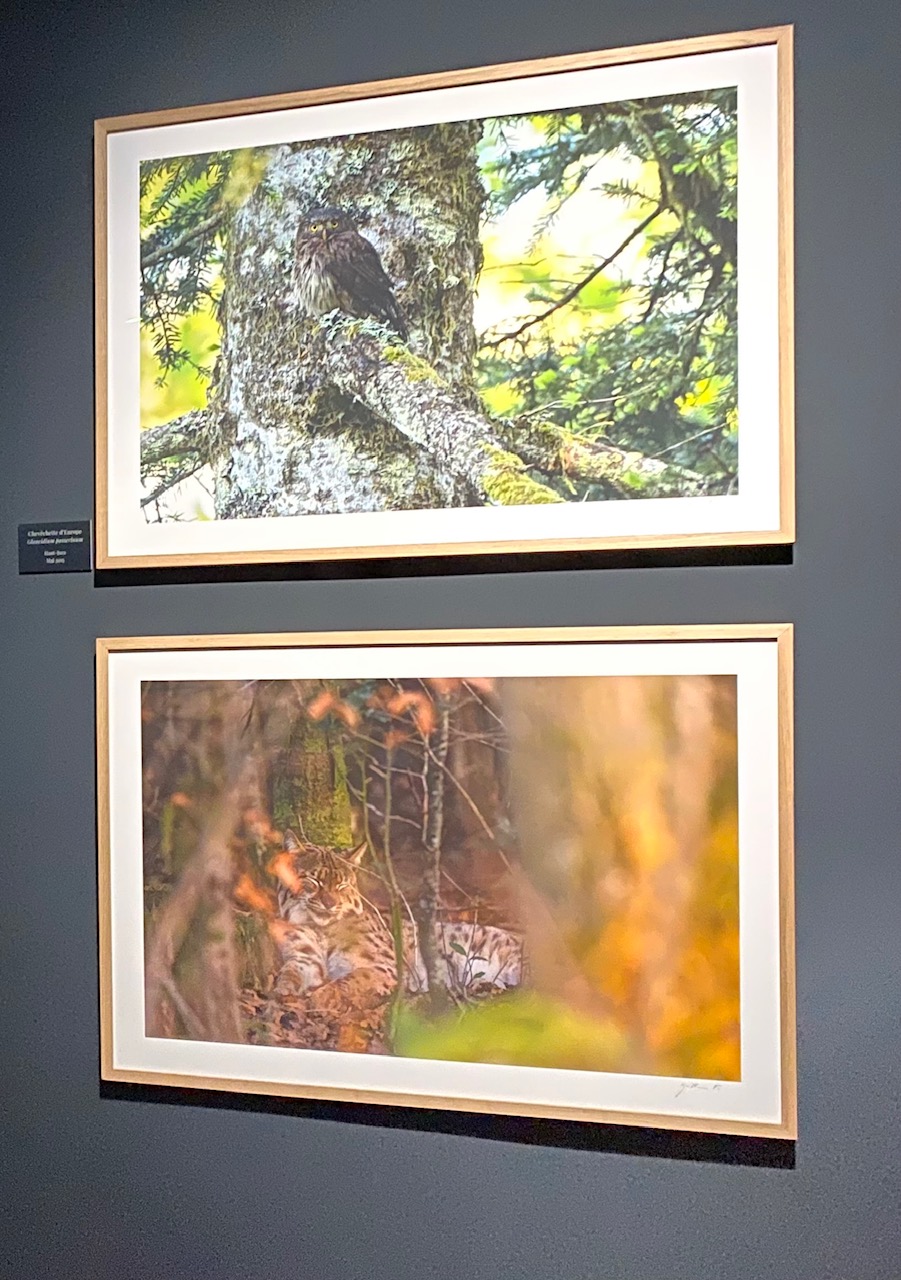 Exposition photo sur le lynx au musée de Pontarlier