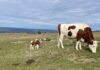 Dossier de la semaine. Les agriculteurs du Doubs face aux défis du changement climatique