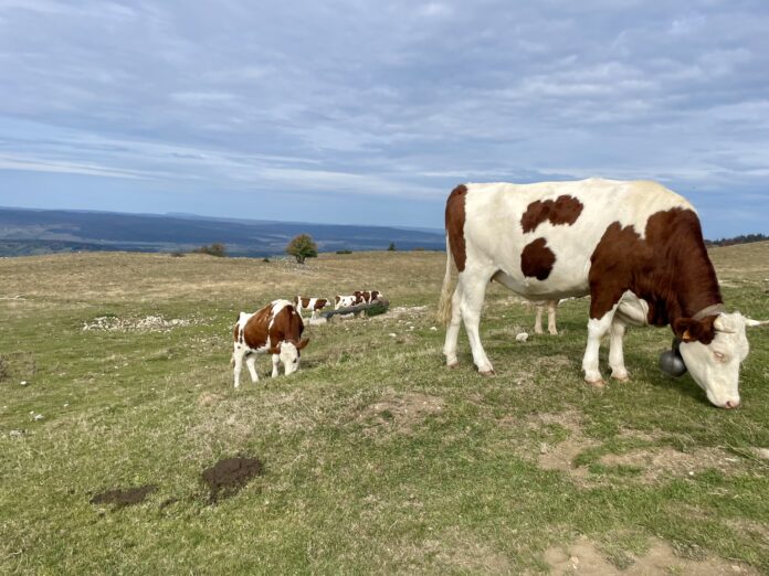 Vaches